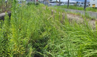 段差地内の除草処分